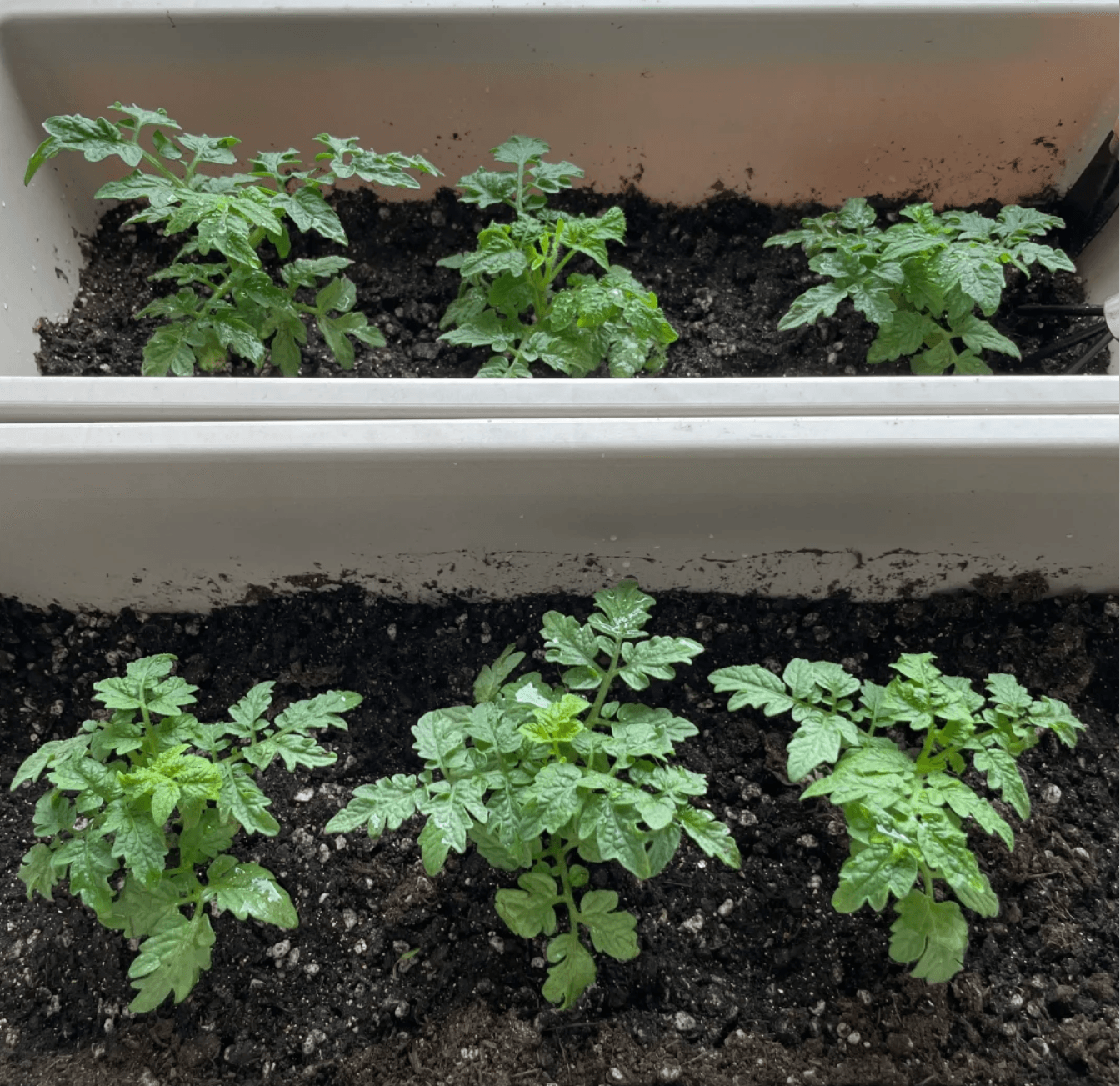 Airflow for Healthy Plants