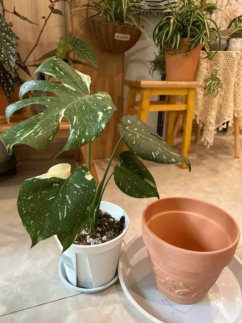 Mastering Plant Pot Selection: Essential Tips for Thriving Roots