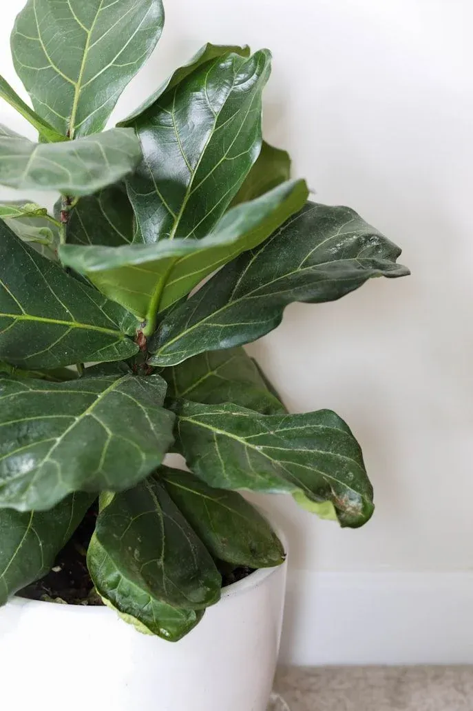 Fiddle Leaf Fig with Dropping Leaves