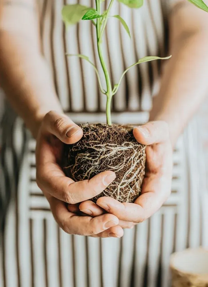 Reviving Your Plants: Identifying and Fixing Watering Mistakes