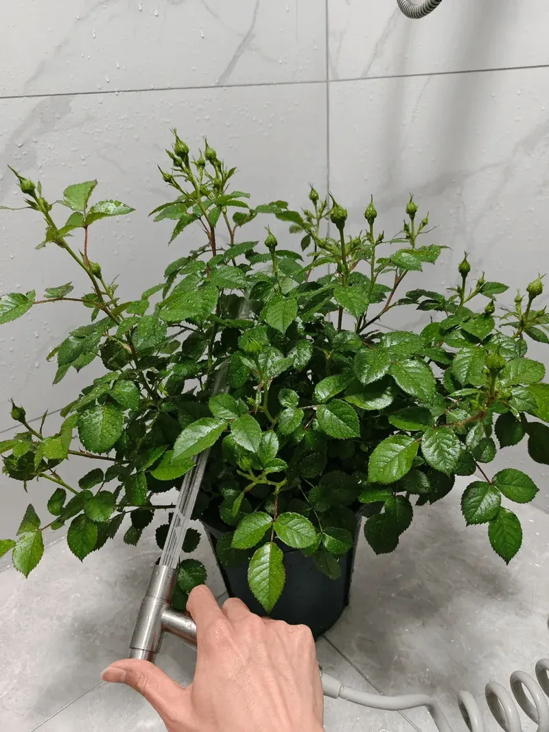 Preventive Care for Plants