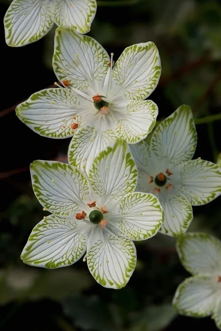 The Enchanting Bog Star: A Masterpiece of Deceptive Beauty in Wetlands