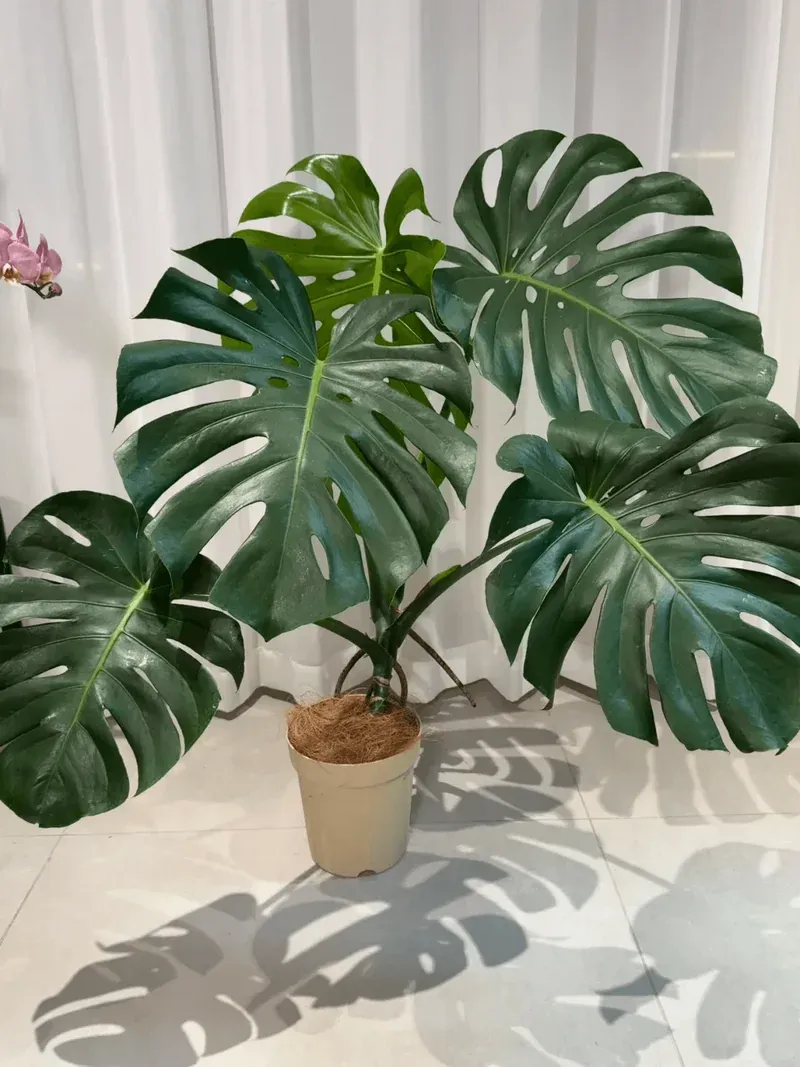 Unveiling the Secret to Lustrous Monstera Leaves: The Beer and Potassium Technique