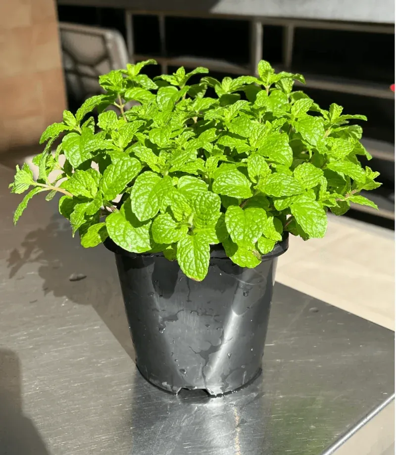 Thriving mint plant with lush green leaves