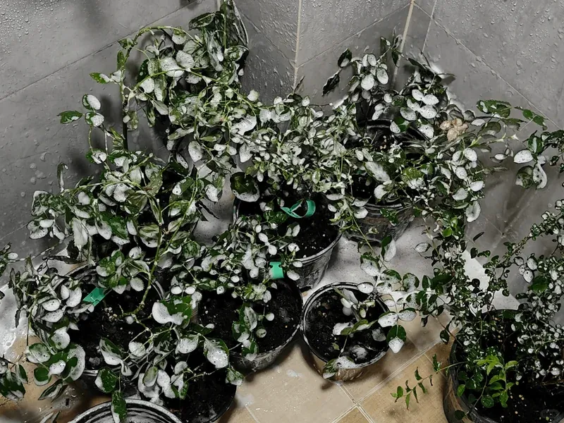 Spider Mite Treatment