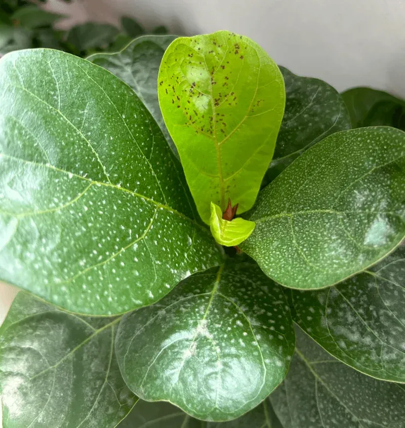 Edema on Fiddle Leaf Fig