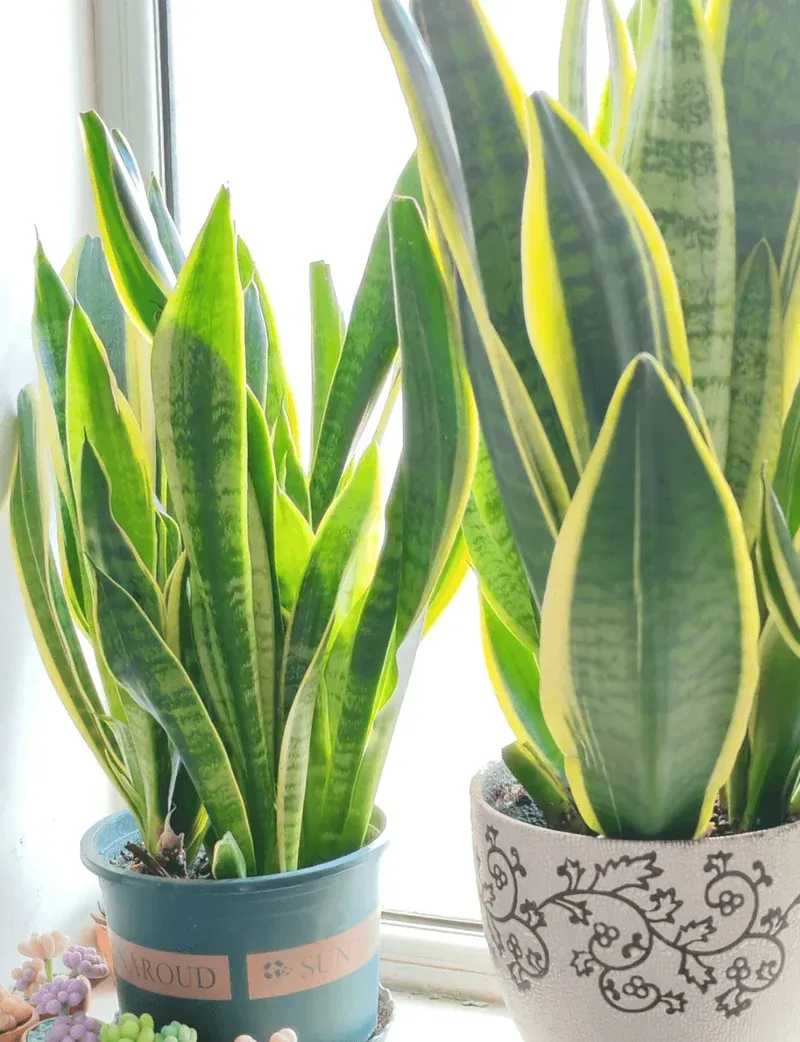 Top Ten Resilient Office Plants for Dimly Lit Workspaces