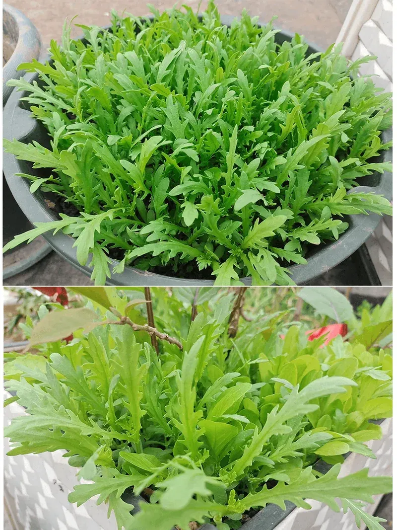 Chrysanthemum greens