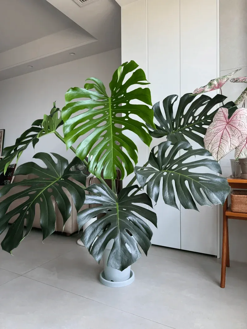 Monstera Leaf Care