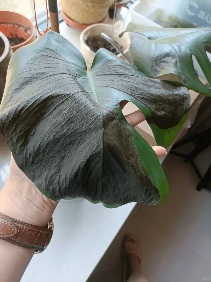 Protecting Your Plants from Summer Heat: Essential Tips