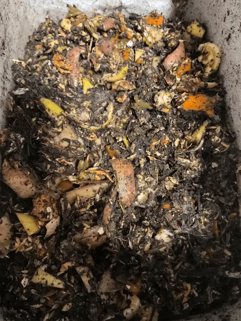 Foam box fully loaded with compost layers