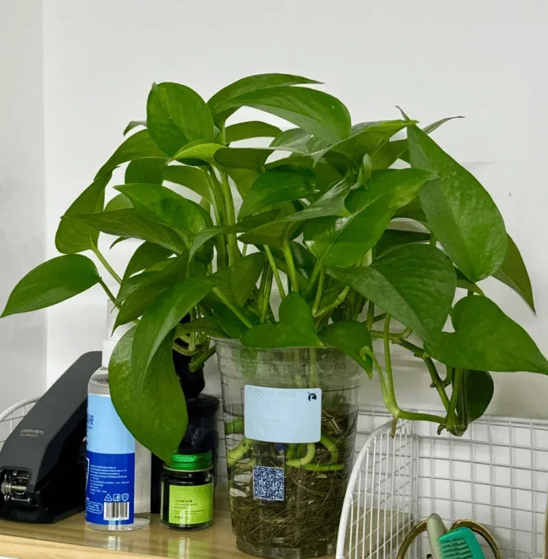Pothos adding greenery to an office