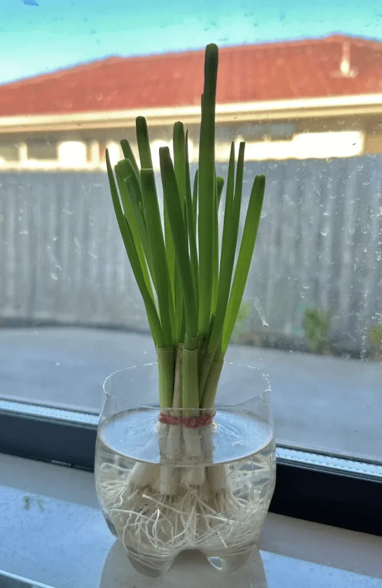 Green Onion Regrowth