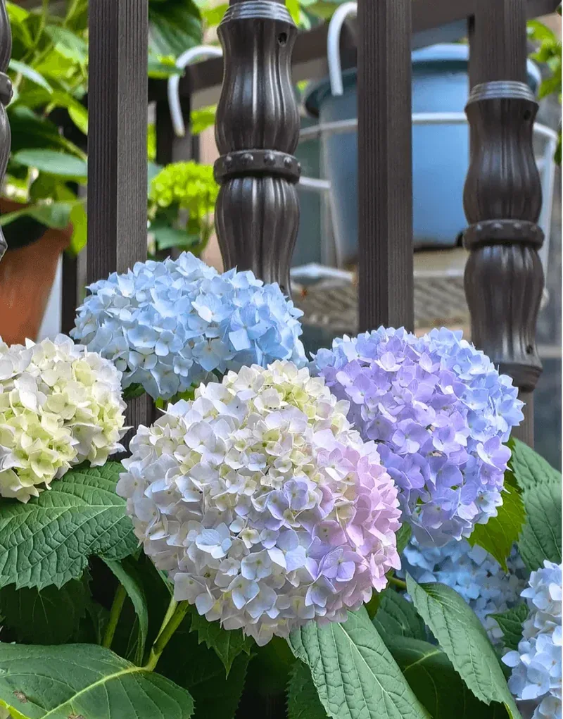 Hydrangea Soil Amendment
