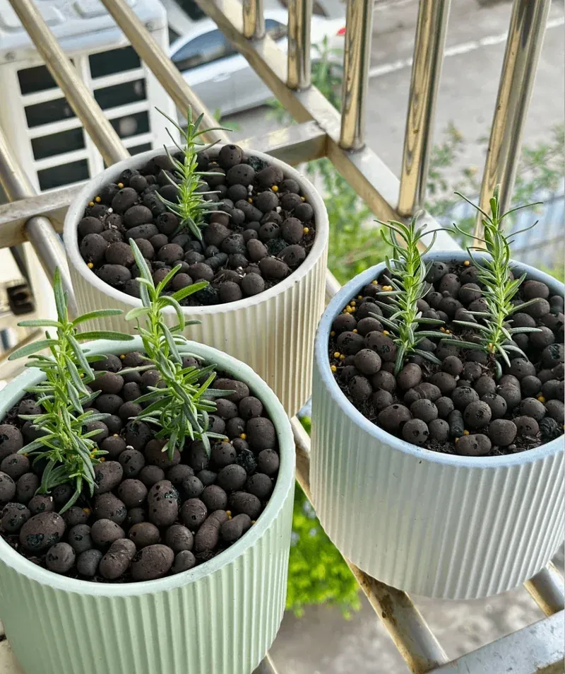 Rosemary plant basking in the sun