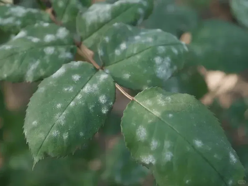 Mastering Powdery Mildew Control: A Decade of Gardening Insights