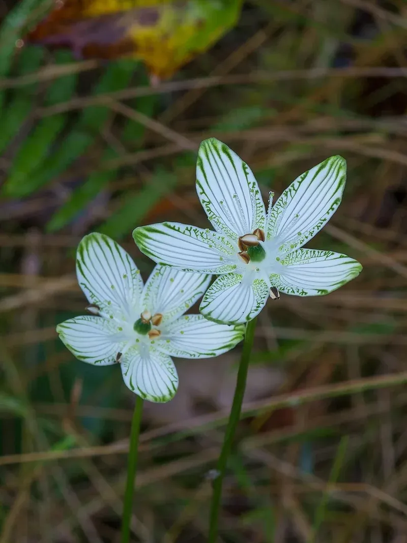 Parnassia Habitat