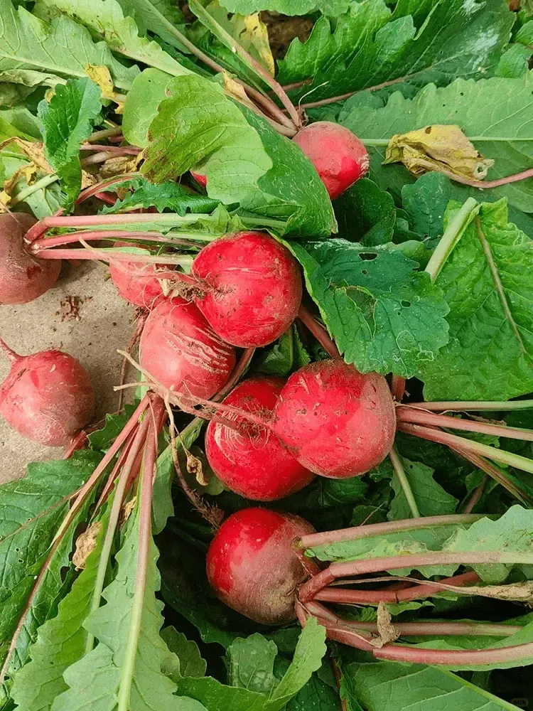 Mini radish