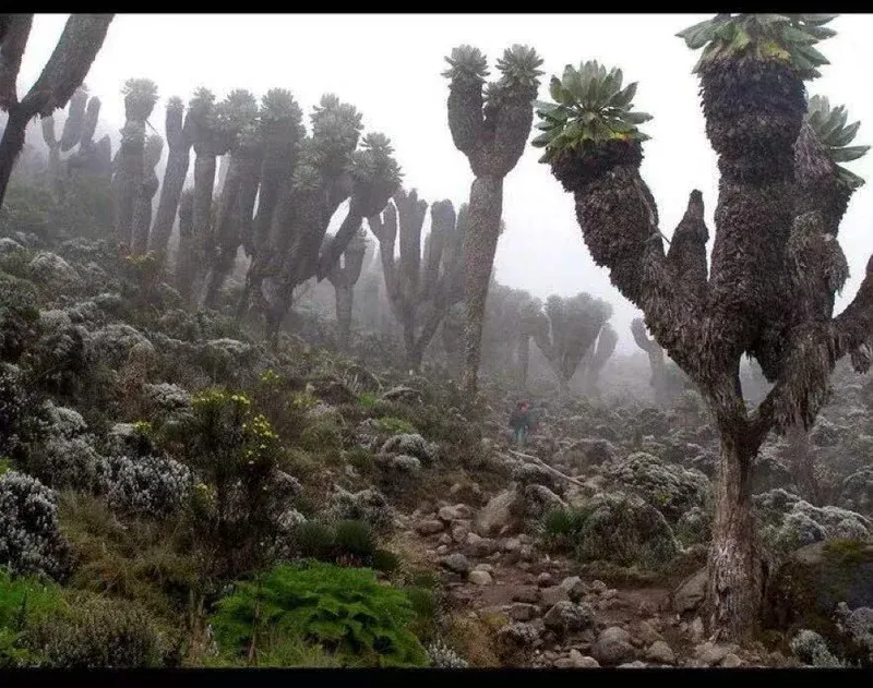 The Ancient Guardian of Kilimanjaro: The Giant Groundsel's Fascinating Tale