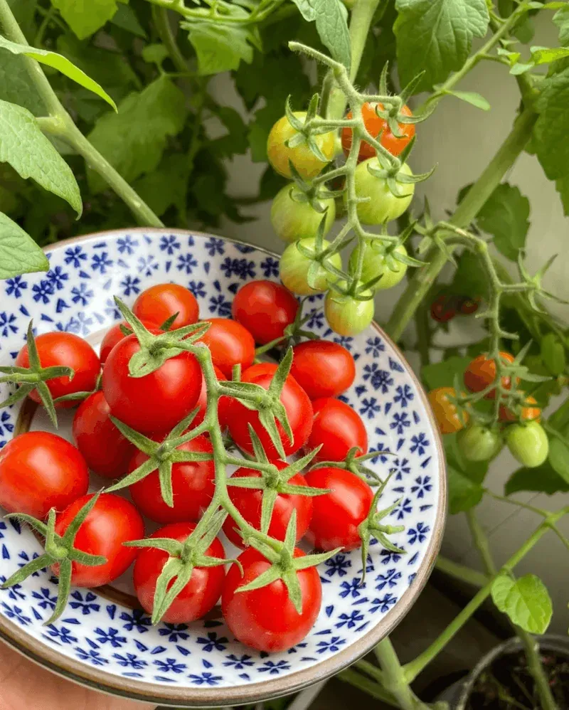 Transform Your Balcony into a Bountiful Oasis: Top Vegetables for Urban Gardeners