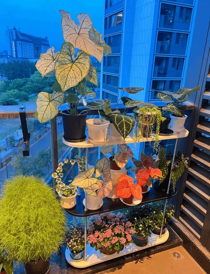 Vertical Gardening Setup