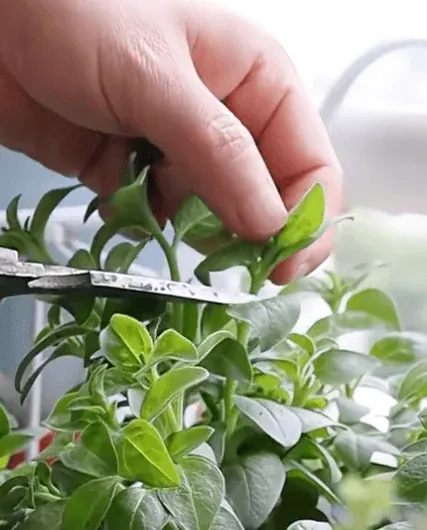 16 Must-Know Gardening Terms for Novice Gardeners