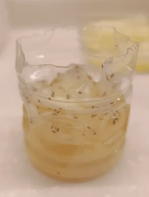 Natural and Practical Solutions for Eliminating Fungus Gnats