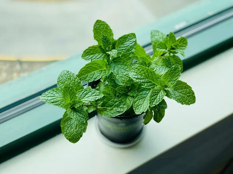 Mint that revives easily