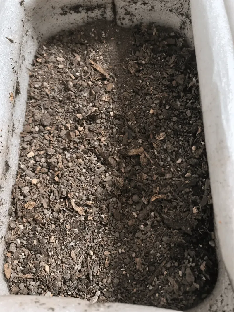 Healthy white mycelium in compost