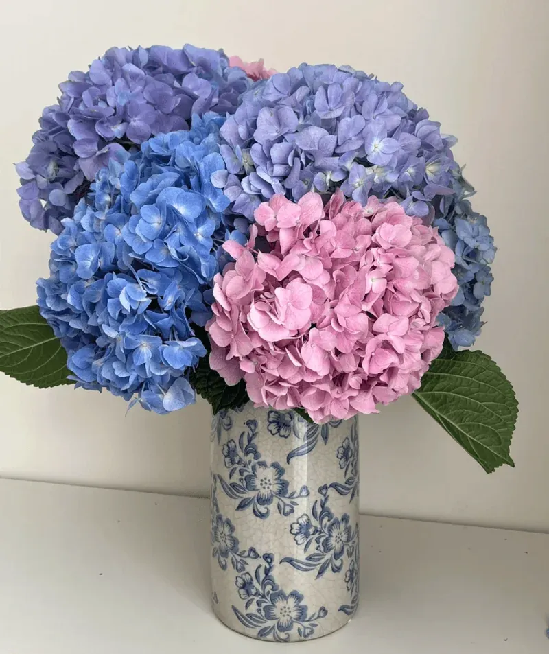 Transforming Hydrangea Hues: A Comprehensive Guide to Bloom Color Shifts