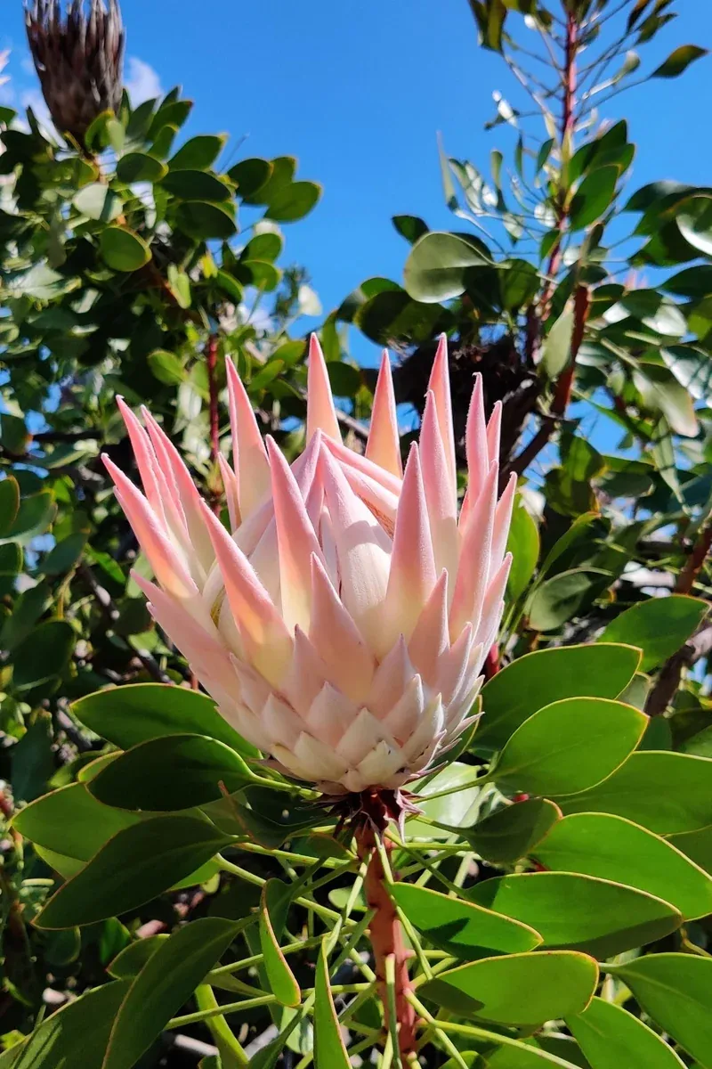 King Protea Stature