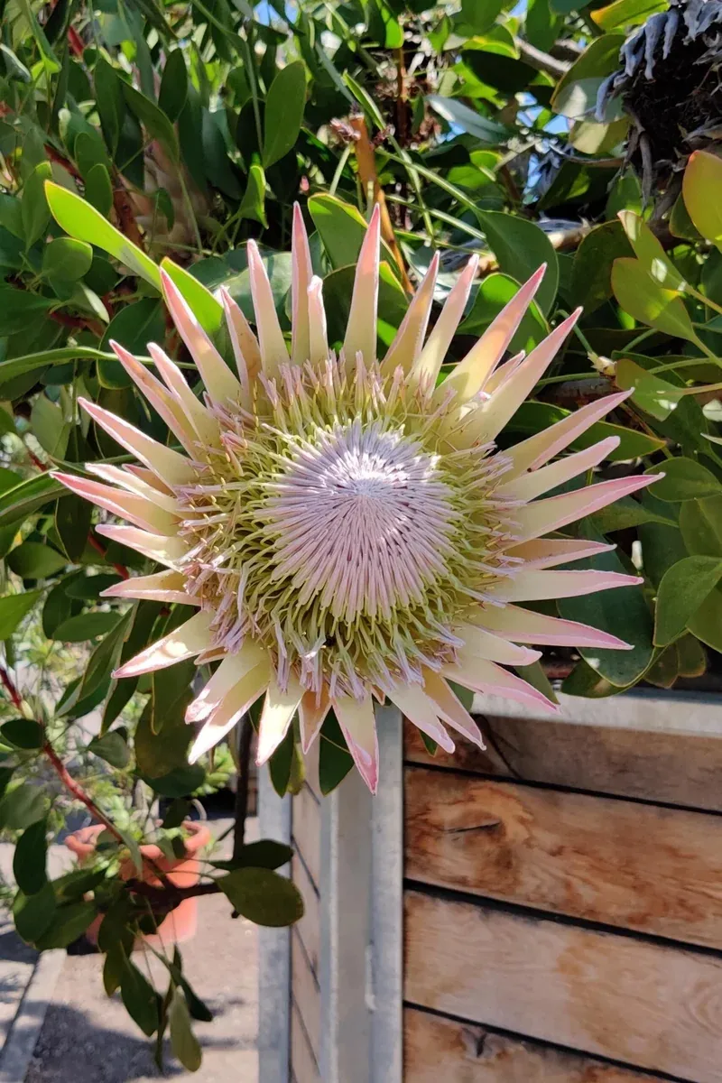 The Majestic King Protea: Nature's Grand Survivor