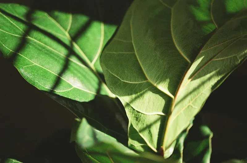 Healthy Fiddle Leaf Fig