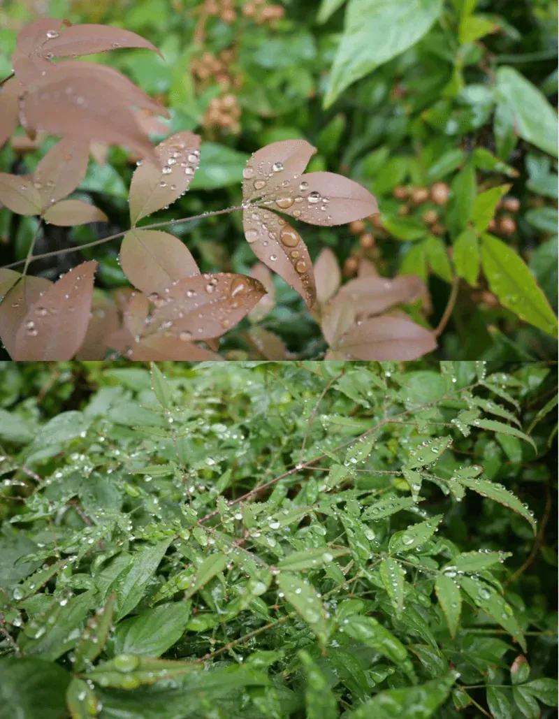 Watering Your Plants: The Battle Between Tap and Rainwater