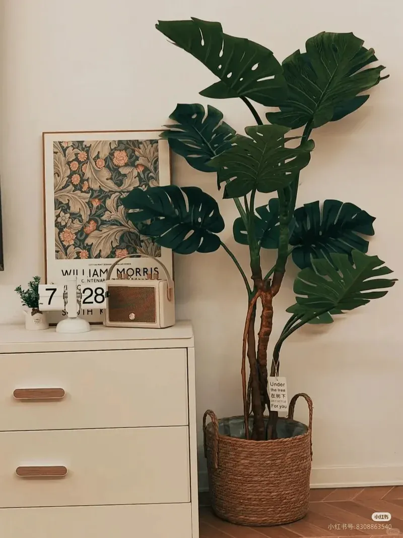 Safeguarding Your Monstera Through Winter: Key Survival Tips ❄️