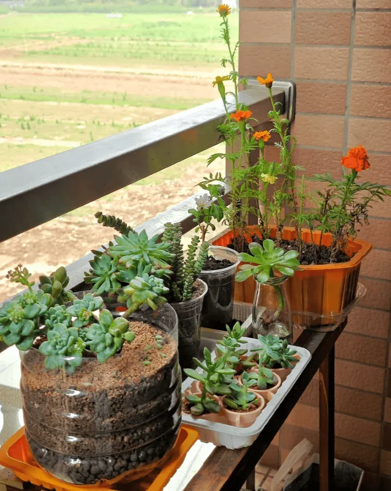Peace Lily in Plastic Pot