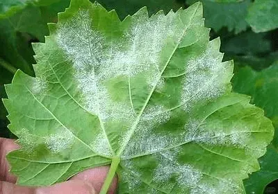Fungal infection on plant