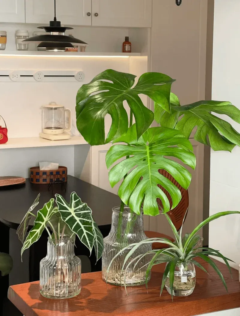 Bottom Watering Technique