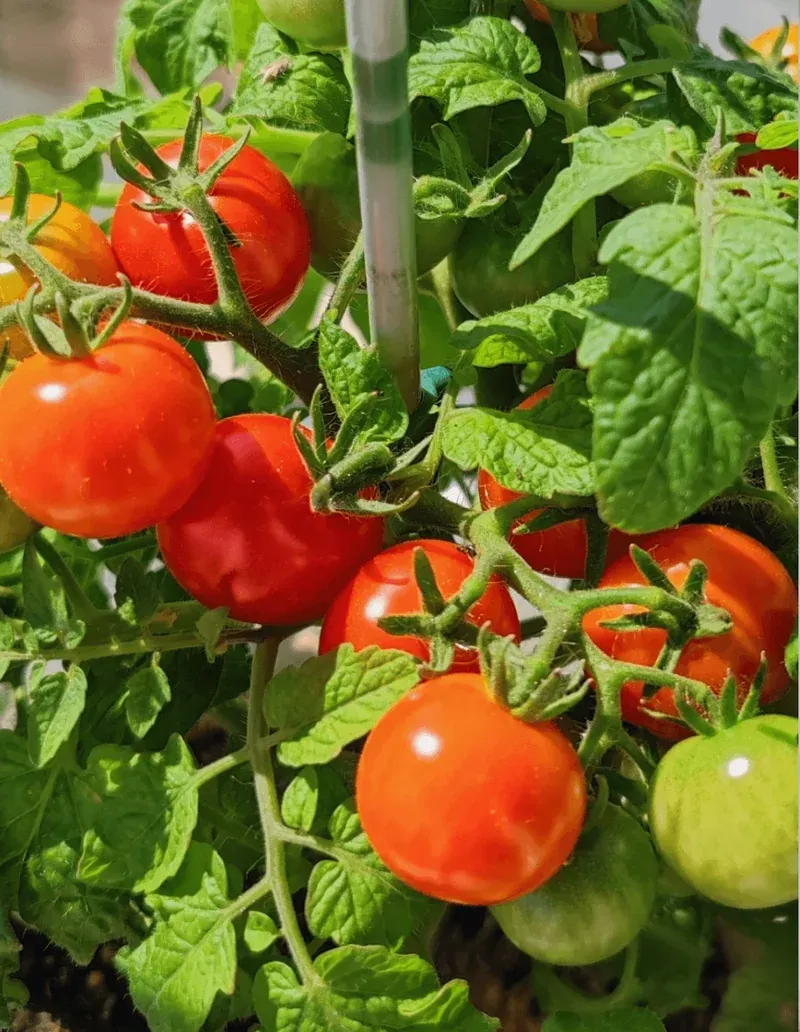 Cultivating Flavorful Potted Tomatoes at Home
