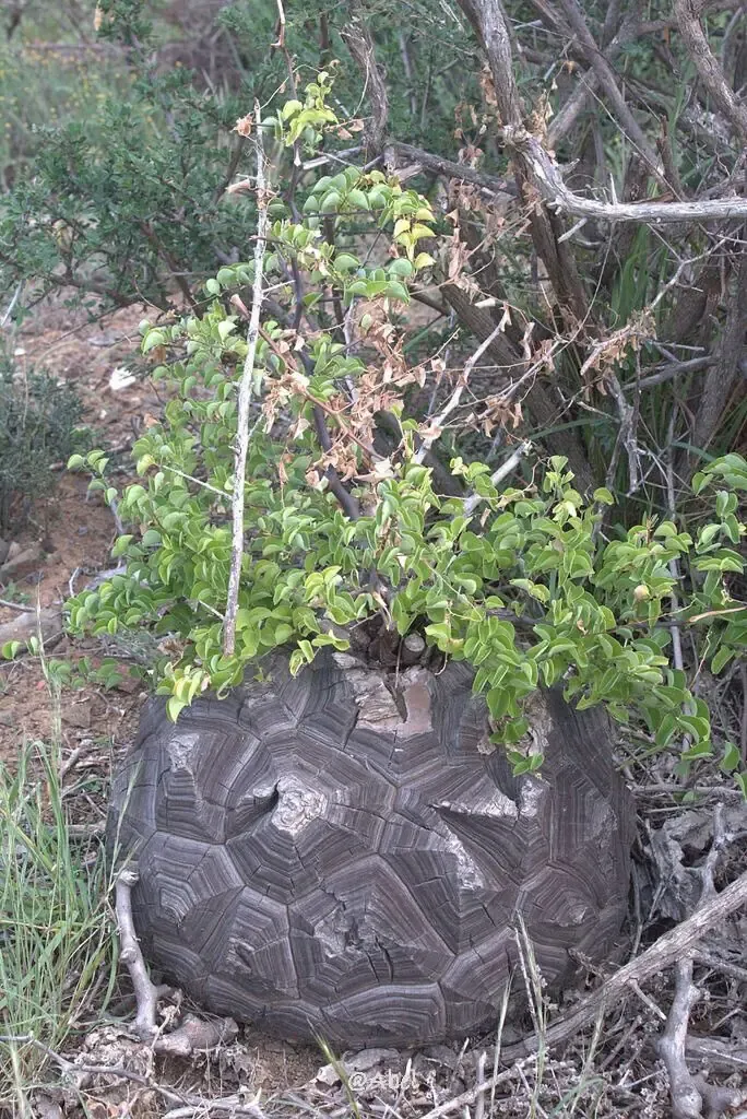 Mature Elephant&rsquo;s Foot