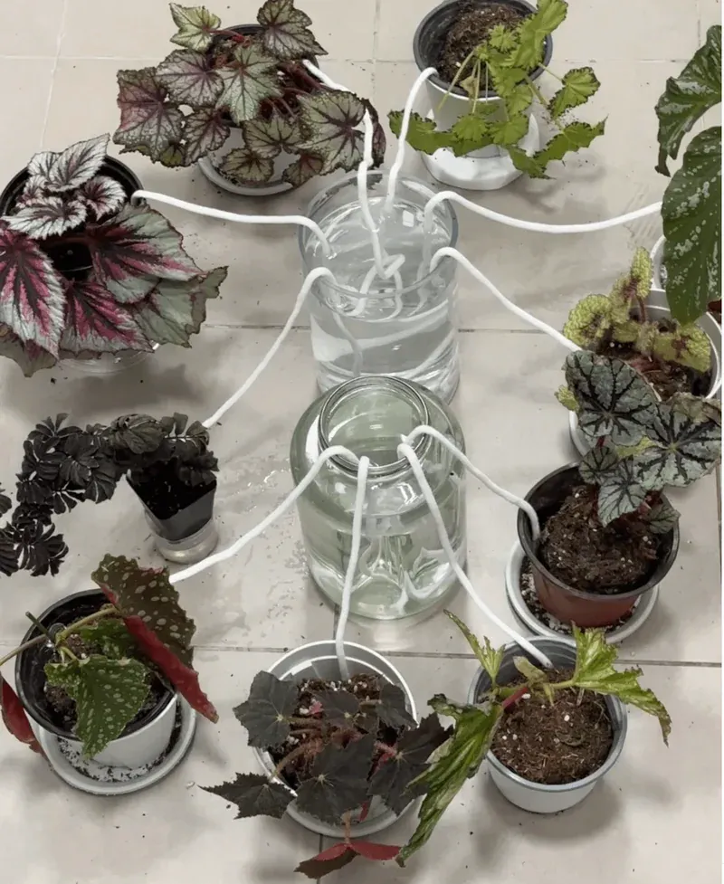 Stress-Free Travel: Self-Watering Techniques for Plant Enthusiasts