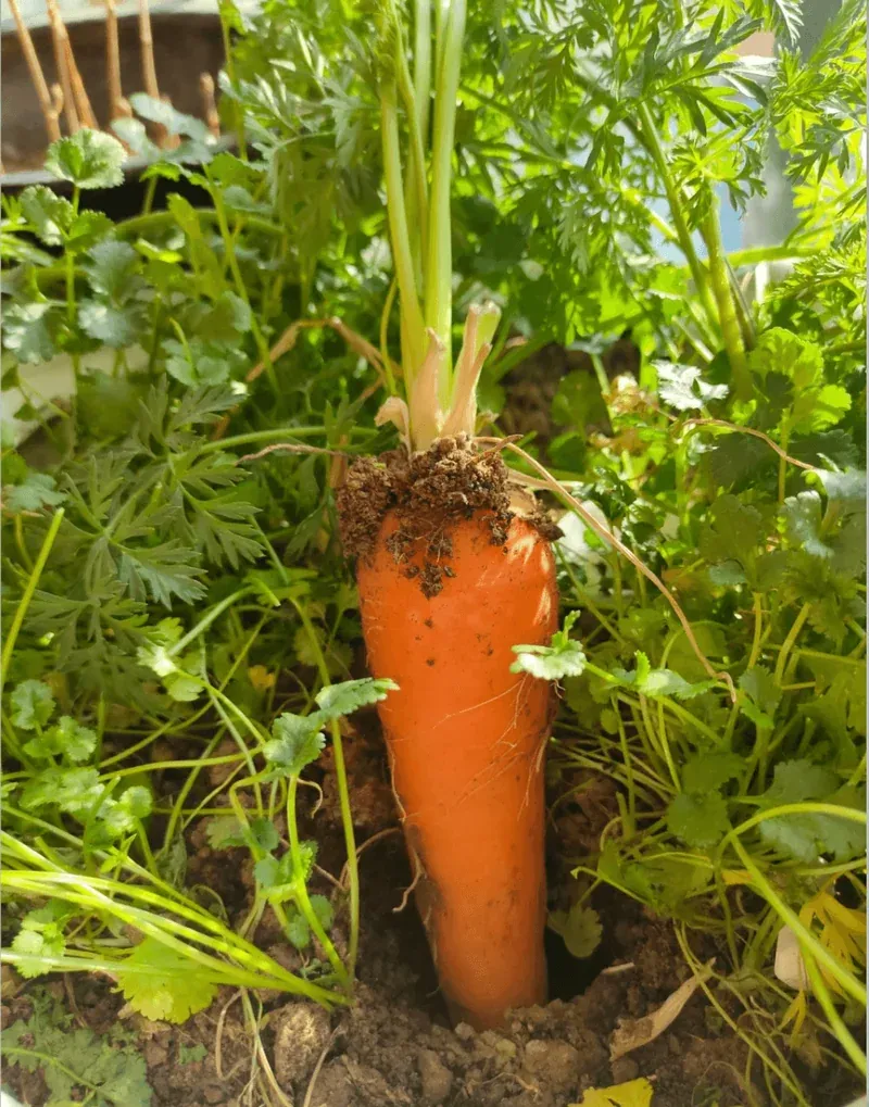 Understanding Garden Light: Is Your Plant in the Right Spot?