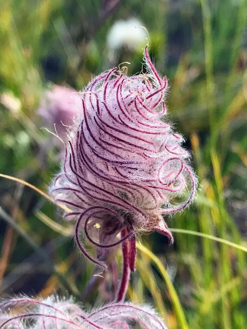 Prairie Smoke&rsquo;s Autumn Foliage