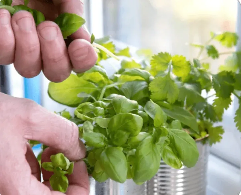 Cultivating a Kitchen Herb Oasis: Mastering Basil, Mint, and Rosemary