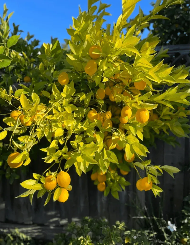 Compact Fruit Trees Ideal for Container Gardening