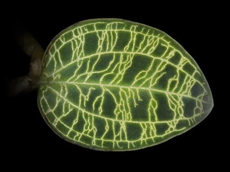 Blue Oil Fern in its natural habitat